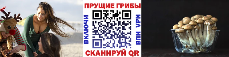 Галлюциногенные грибы Psilocybine cubensis  Братск 
